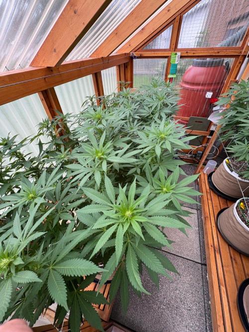Purple Romulan - Summer 2026. Week 19 - Greenhouse Front Bench - Day 133