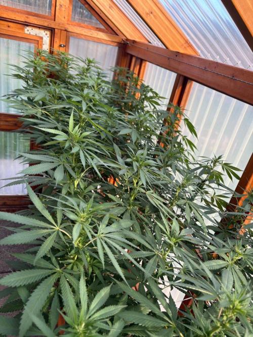 Purple Romulan - Summer 2026. Week 19 - Greenhouse Front Bench - Day 133