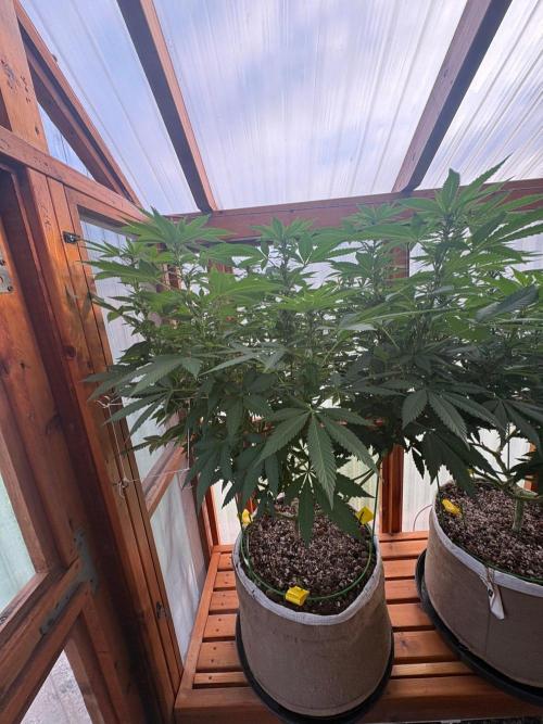 Purple Romulan - Summer 2026. Week 19 - Purple Romulan #1 - Day 133