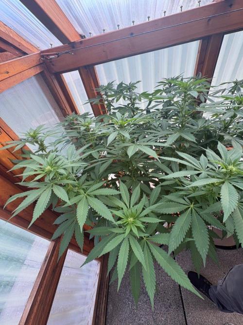 Purple Romulan - Summer 2026. Week 19 - Purple Romulan #1 - Day 133