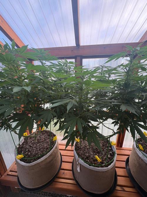 Purple Romulan - Summer 2026. Week 19 - Purple Romulan #2 - Day 133