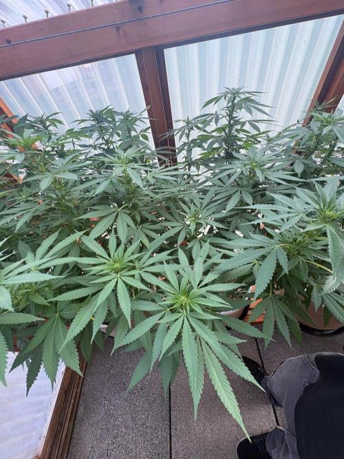 Purple Romulan - Summer 2026. Week 19 - Purple Romulan #2 - Day 133