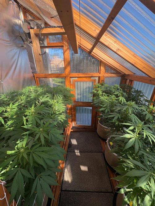 Purple Romulan - Summer 2026. Week 19 - Greenhouse - Day 133
