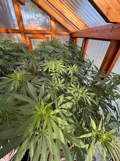 Purple Romulan - Summer 2026. Week 19 - Greenhouse Front Bench - Day 133