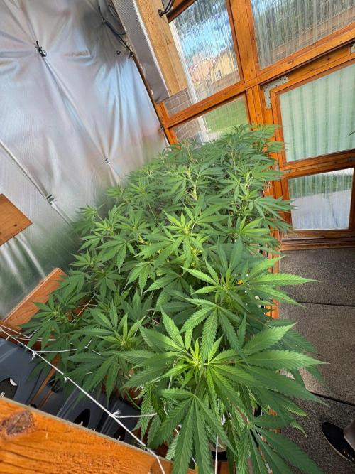 Blue Dynamite - Summer 2026. Week 19 - Greenhouse Back Bench - Day 128