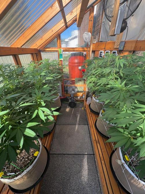 Blue Dynamite - Summer 2026. Week 19 - Greenhouse - Day 132 