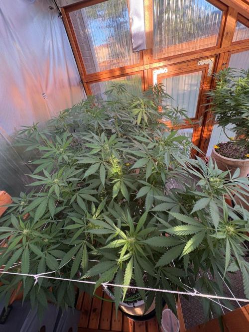 Blue Dynamite - Summer 2026. Week 19 - Greenhouse Back Bench - Day 132