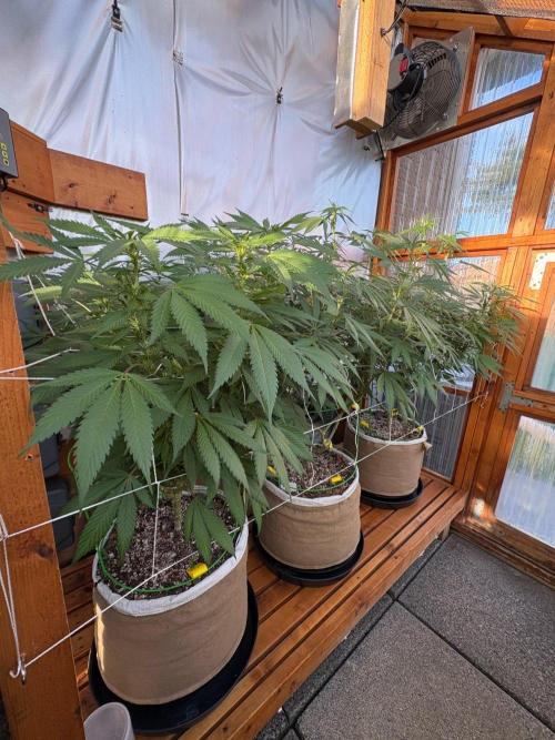 Blue Dynamite - Summer 2026. Week 19 - Greenhouse Back Bench - Day 132