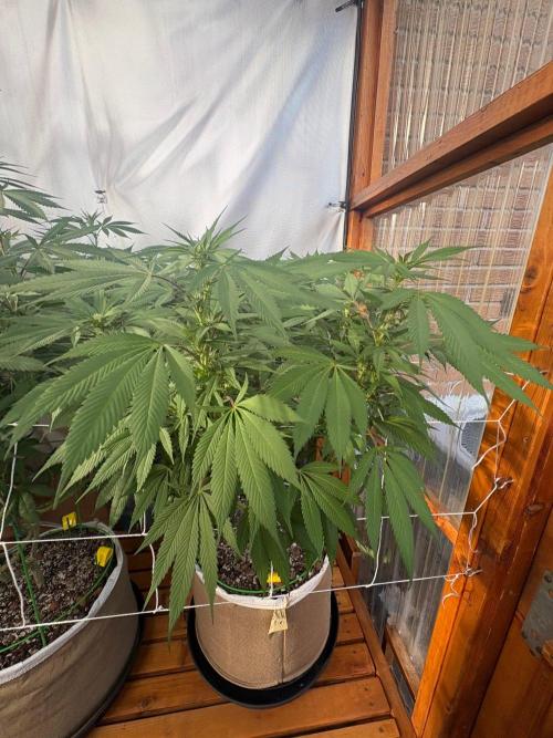 Blue Dynamite - Summer 2026. Week 19 - Blue Dynamite #1 - Day 133