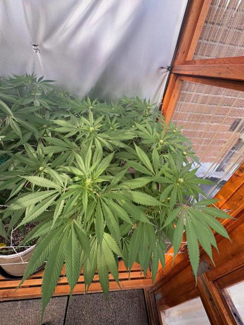Blue Dynamite - Summer 2026. Week 19 - Blue Dynamite #1 - Day 133