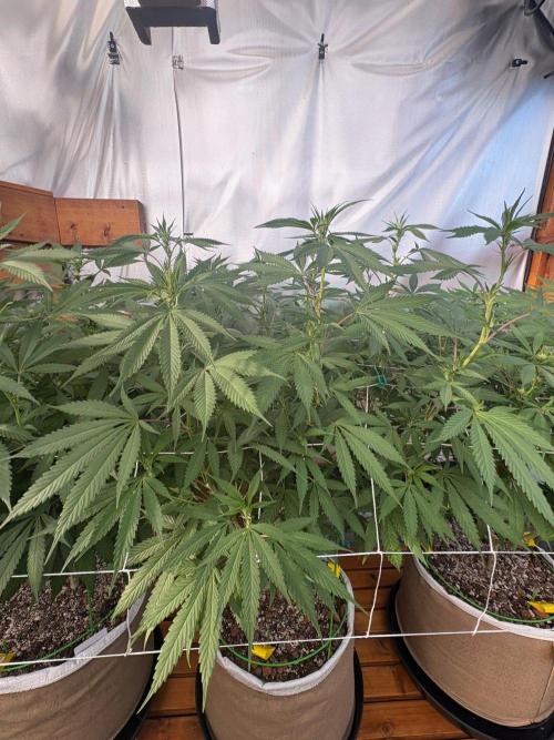 Blue Dynamite - Summer 2026. Week 19 - Blue Dynamite #2 - Day 133