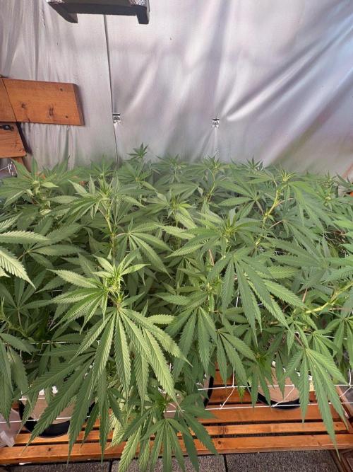 Blue Dynamite - Summer 2026. Week 19 - Blue Dynamite #2 - Day 133