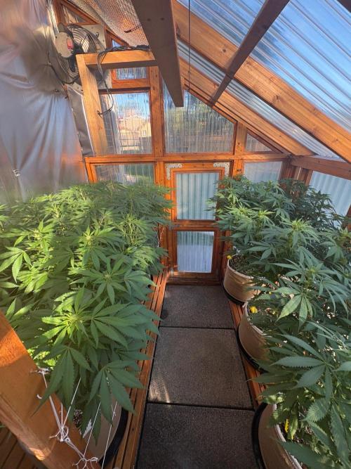 Blue Dynamite - Summer 2026. Week 19 - Greenhouse - Da y133