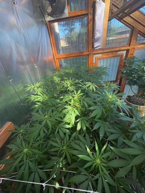 Blue Dynamite - Summer 2026. Week 19 - Greenhouse Back Bench - Day 133