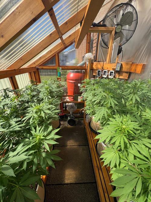 GrapeGod - Summer 2026. Week 20 - Greenhouse - Day 135