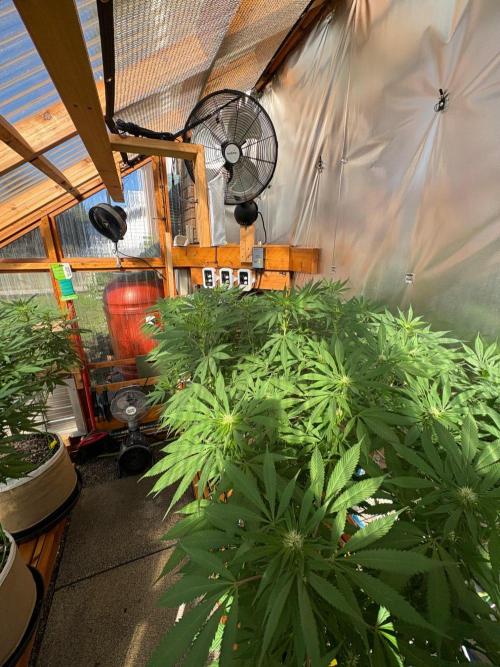 GrapeGod - Summer 2026. Week 20 - Greenhouse Back Bench - Day 135