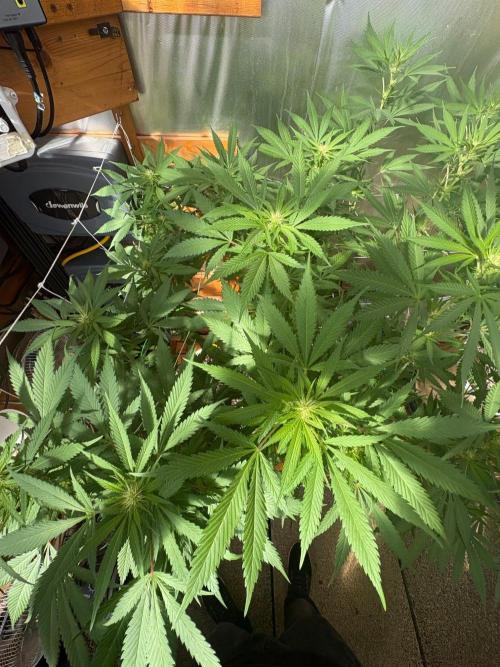 GrapeGod - Summer 2026. Week 20 - GrapeGod #1 - Day 139