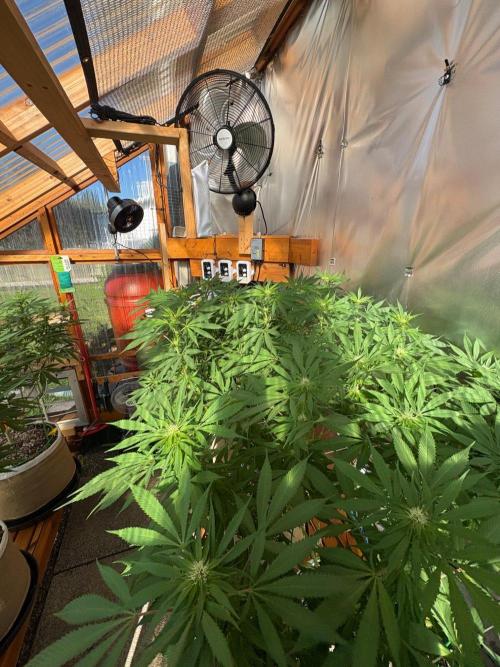 GrapeGod - Summer 2026. Week 20 - Greenhouse Back Bench - Day 140