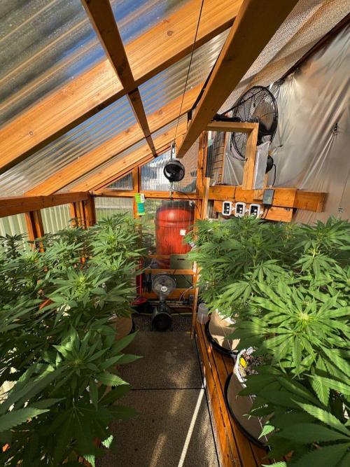 Blue Dynamite - Summer 2026. Week 20 - Greenhouse - Day 139