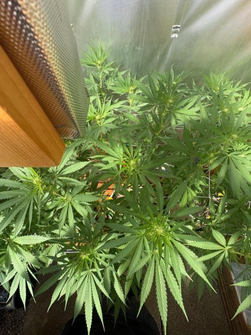 Blue Dynamite - Summer 2026. Week 20 - Blue Dynamite #2 - Day 139