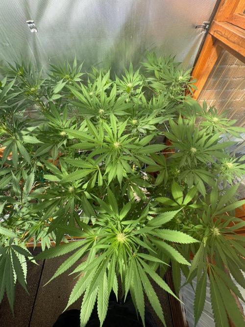 Blue Dynamite - Summer 2026. Week 20 - Blue Dynamite #1 - Day 139