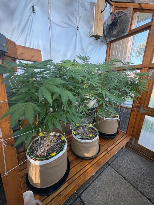Blue Dynamite - Summer 2026. Week 20 - Greenhouse Back Bench - Day 139