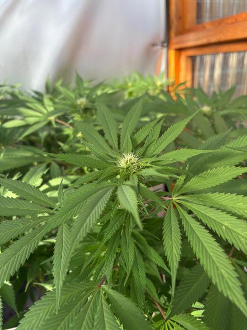 Blue Dynamite - Summer 2026. Week 20 - Blue Dynamite #1 - Day 139