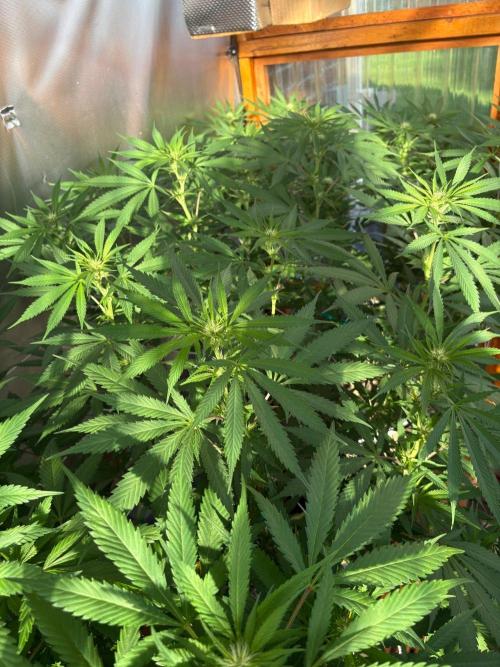 Blue Dynamite - Summer 2026. Week 20 - Greenhouse Back Bench - Day 139