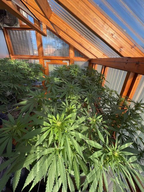 Blue Dynamite - Summer 2026. Week 20 - Greenhouse Front Bench - Day 139
