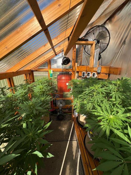 Blue Dynamite - Summer 2026. Week 20 - Greenhouse - Day 140