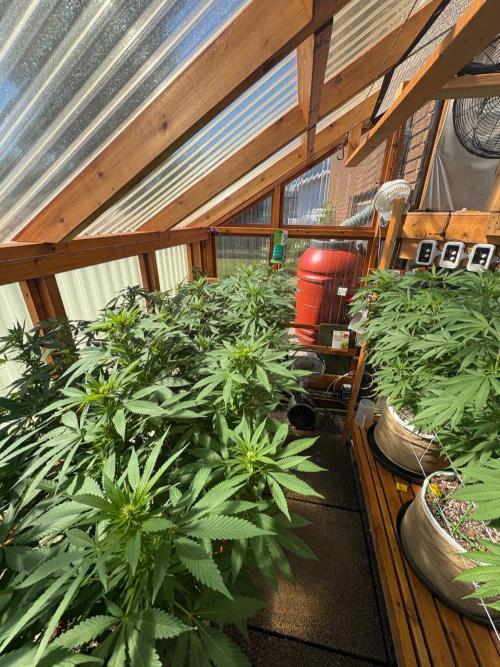 Purple Romulan - Summer 2026. Week 20 - Greenhouse Front Bench - Day  135