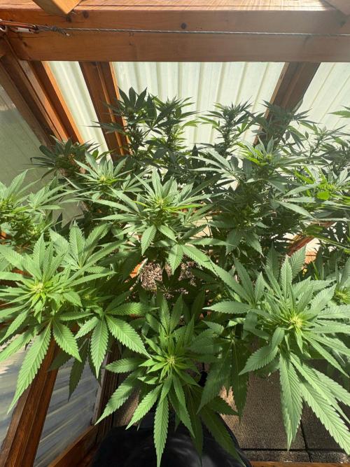 Purple Romulan - Summer 2026. Week 20 - Purple Romulan #1 - Day 139