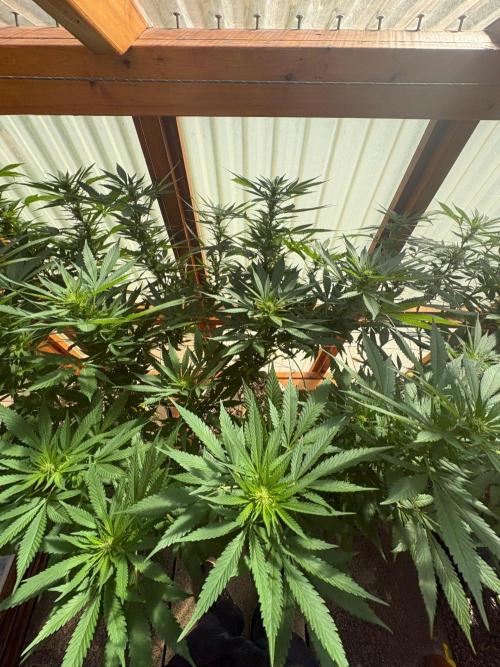 Purple Romulan - Summer 2026. Week 20 - Purple Romulan #2 - Day 139