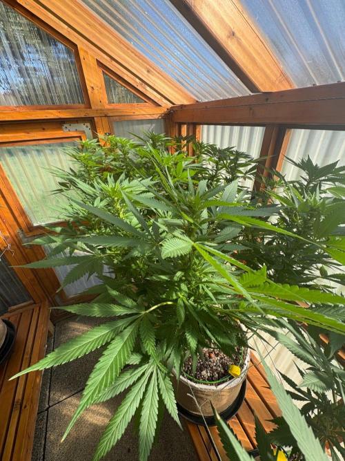 Purple Romulan - Summer 2026. Week 20 - Greenhouse Front Bench - Day 139