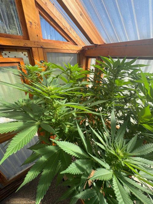 Purple Romulan - Summer 2026. Week 20 - Purple Romulan #2 - Day 139