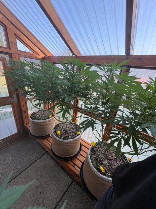 Purple Romulan - Summer 2026. Week 20 - Greenhouse Front Bench - Day 139