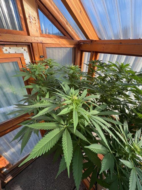 Purple Romulan - Summer 2026. Week 20 - Purple Romulan #1 - Day 139