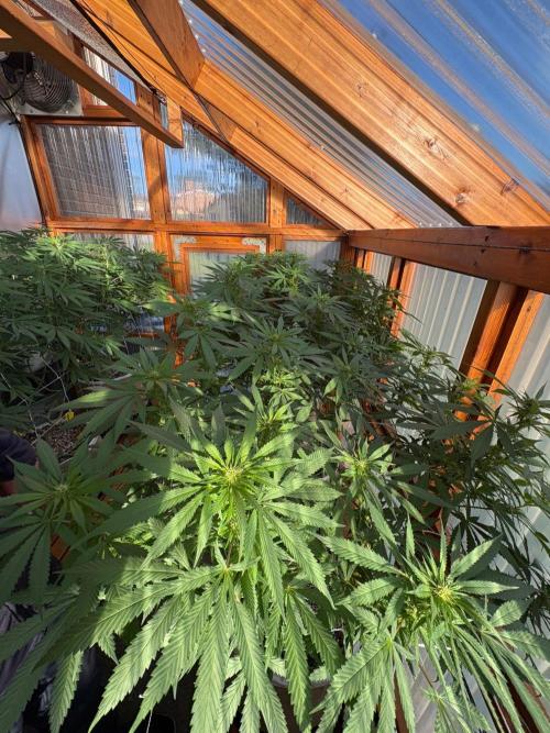 Purple Romulan - Summer 2026. Week 20 - Greenhouse Front Bench - Day 139