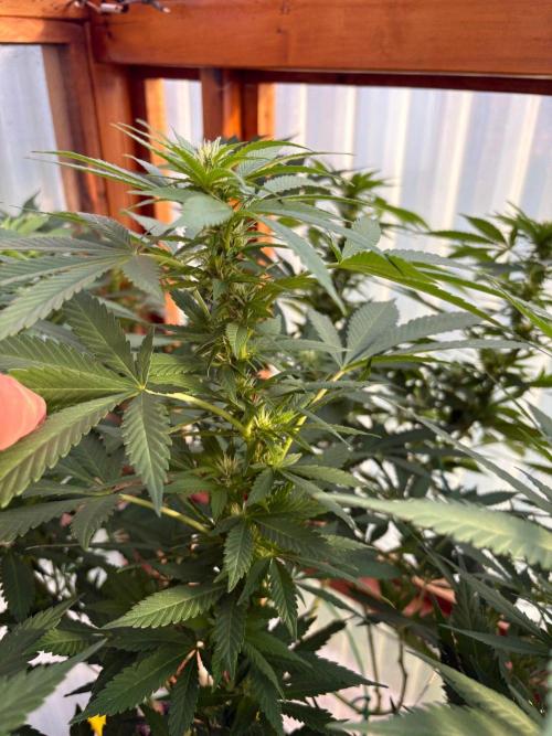 Purple Romulan - Summer 2026. Week 20 - Purple Romulan #1 - Day 139