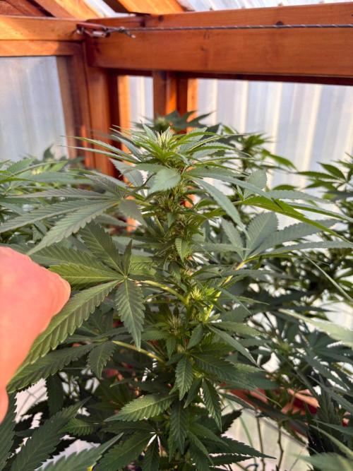 Purple Romulan - Summer 2026. Week 20 - Purple Romulan #1 - Day 139