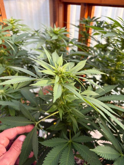 Purple Romulan - Summer 2026. Week 20 - Purple Romulan #2 - Day 139