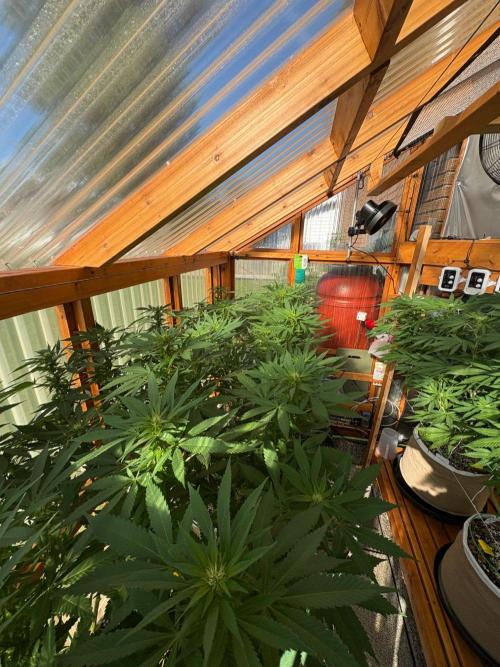 Purple Romulan - Summer 2026. Week 20 - Greenhouse Front Bench - Day 140