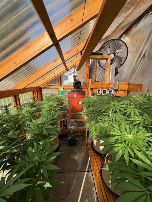 GrapeGod - Summer 2026. Week 21 - Greenhouse - Day 142