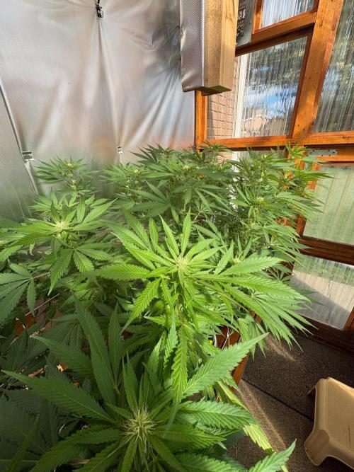 GrapeGod - Summer 2026. Week 21 - Greenhouse Back Bench - Day 143