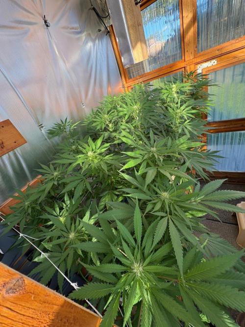GrapeGod - Summer 2026. Week 21 - Greenhouse Back Bench - Day 144