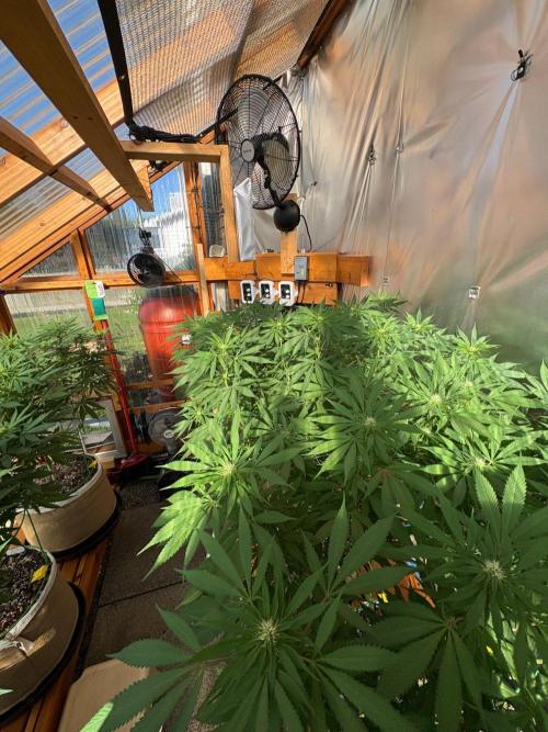 Blue Dynamite - Summer 2026. Week 21 - Greenhouse Back Bench - Day 142