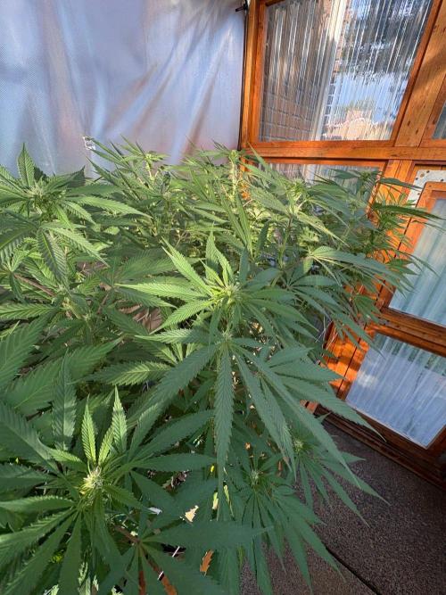 Blue Dynamite - Summer 2026. Week 21 - Greenhouse Back Bench - Day 142