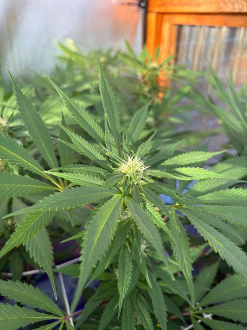 Blue Dynamite - Summer 2026. Week 21 - Blue Dynamite #1 - Day 142