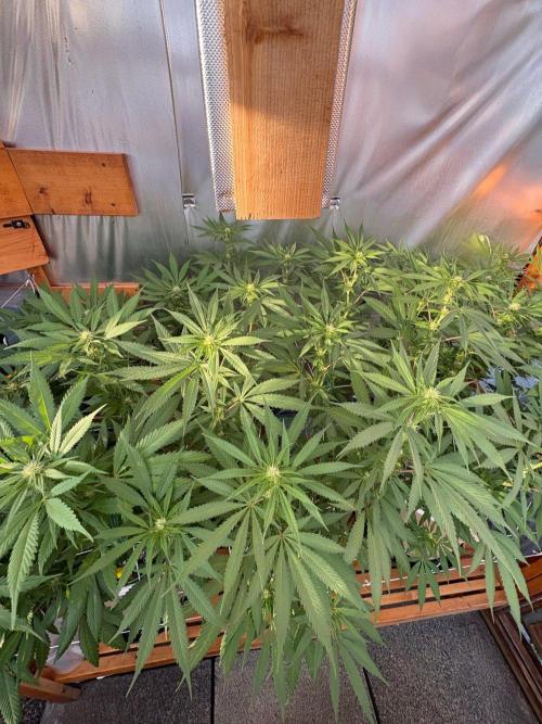 Blue Dynamite - Summer 2026. Week 21 - Blue Dynamite #2 - Day 142