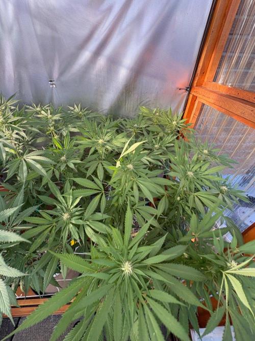 Blue Dynamite - Summer 2026. Week 21 - Blue Dynamite #1 - Day 142